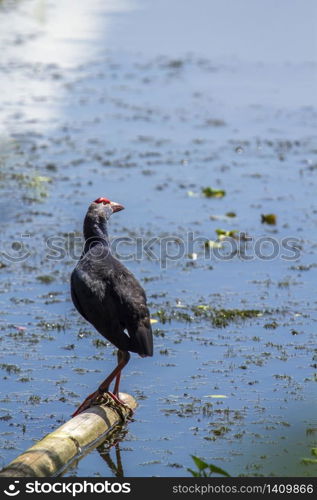 specie Porphyrio porphyrio family of Rallidae . Taleve sultane