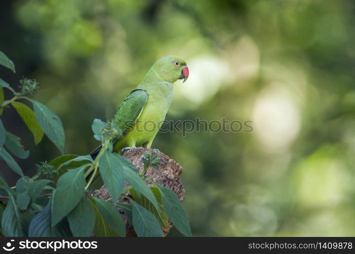 specie Psittacula krameri family of Psittacidae . Perruche a collier