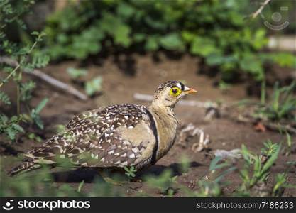 Specie Pterocles bicinctus family of Pteroclidae. Double banded Sandgrouse in Kruger National park, South Africa