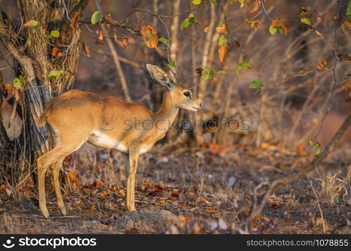 Specie Raphicerus campestris family of Bovidae. Steenbok in Kruger National park, South Africa