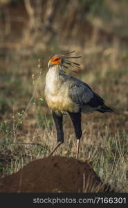 Specie Sagittarius serpentarius family of Sagittariidae. Secretary bird in Kruger National park, South Africa
