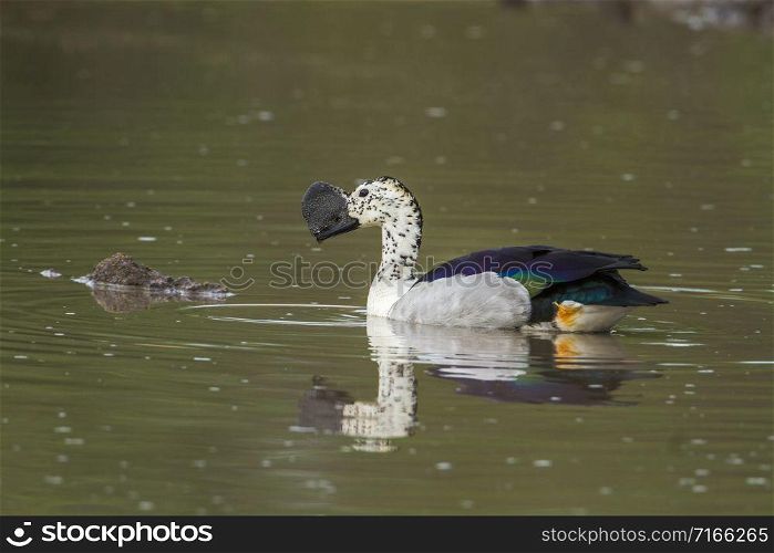 Specie Sarkidiornis melanotos family of Anatidae. Knob billed duck in Kruger National park, South Africa