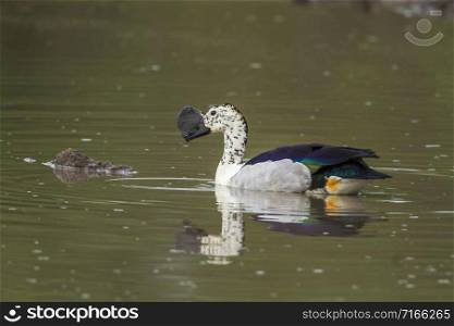 Specie Sarkidiornis melanotos family of Anatidae. Knob billed duck in Kruger National park, South Africa