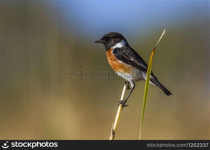 Specie Saxicola torquatus family of Musicapidae. African stonechat in Kruger National park, South Africa
