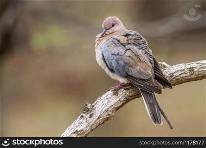 Specie Streptopelia senegalensis family of columbidae. Laughing dove in Kruger National park, South Africa
