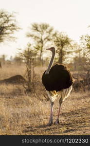 Specie Struthio camelus family of Struthionidae. African Ostrich in Kruger National park, South Africa
