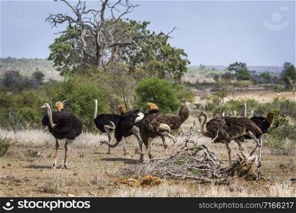 Specie Struthio camelus family of Struthionidae. African Ostrich in Kruger National park, South Africa