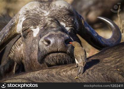 Specie Syncerus caffer and Buphagus erythrorhynchus. African buffalo and Red-billed Oxpecker in Kruger National park, South Africa