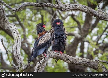 Specie Terathopius ecaudatus family of Accipitridae. Bateleur Eagle in Kruger National park, South Africa