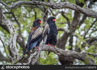 Specie Terathopius ecaudatus family of Accipitridae. Bateleur Eagle in Kruger National park, South Africa