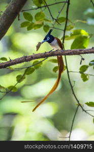 specie Terpsiphone paradisi family of Monarchidae. Tchitrec de paradis