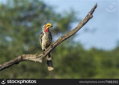 Specie Tockus leucomelas family of Bucerotidae. Southern yellow billed hornbill in Kruger National park, South Africa