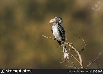 Specie Tockus leucomelas family of Tockus leucomelas. Southern yellow-billed hornbill in Kruger National park, South Africa