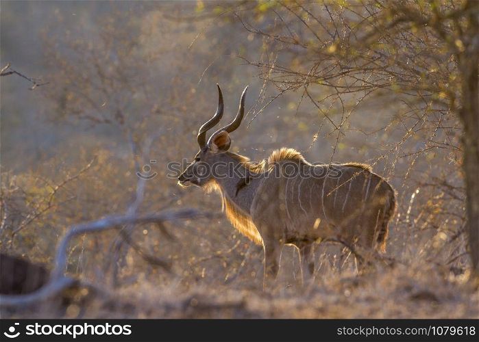 Specie Tragelaphus strepsiceros family of bovidae. Greater kudu in Kruger National park, South Africa