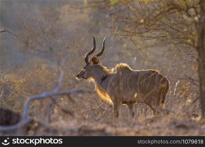 Specie Tragelaphus strepsiceros family of bovidae. Greater kudu in Kruger National park, South Africa