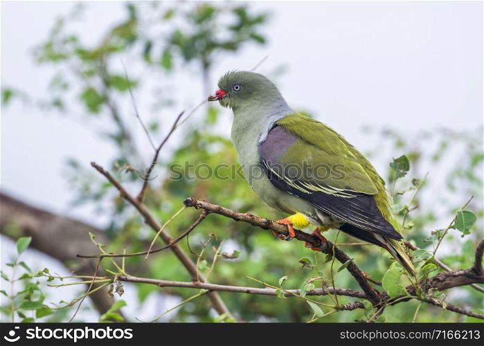 Specie Treron calvus family of Columbidae. African Green-Pigeon in Kruger National park, South Africa
