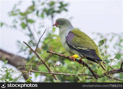 Specie Treron calvus family of Columbidae. African Green-Pigeon in Kruger National park, South Africa