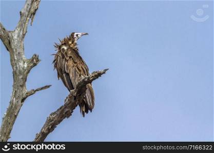 Specie Trigonoceps occipitalis family of Accipitridae. White headed Vulture in Kruger National park, South Africa