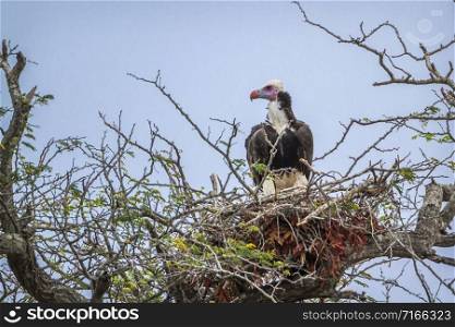 Specie Trigonoceps occipitalis family of Accipitridae. White headed Vulture in Kruger National park, South Africa