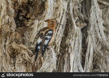 Specie Upupa africana family of Upupidae. African hoopoe in Kruger National park, South Africa