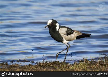 Specie Vanellus armatus family of Charadriidae. Blacksmith Lapwing in Kruger National park, South Africa