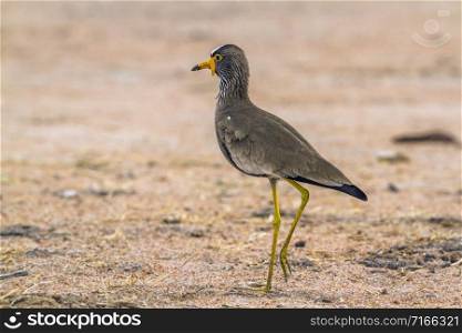 Specie Vanellus senegallus family of Charadriidae. Wattled Lapwing in Kruger National park, South Africa