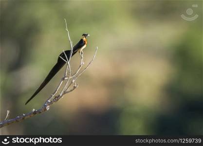 Specie Vidua paradisaea family of Viduidae. Eastern Paradise-Whydah in Kruger National park, South Africa