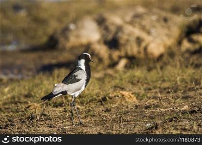 SpecieVanellus armatus family of Charadriidae. Blacksmith Lapwing in Kruger National park, South Africa