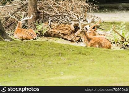 Speckled deer lying on green grass in summer