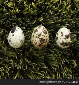 Speckled eggs on grass.
