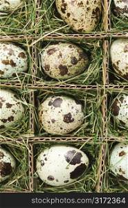 Speckled eggs packed in separate compartments.