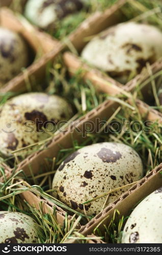 Speckled eggs packed in separate compartments.