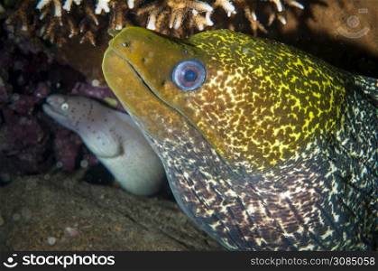 speckled moray in the corral with a white moray in the background