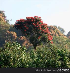 Spectactular Royal Poinciana on the steep bank in Kauai rises above other bushes