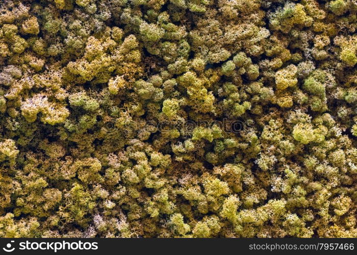 Spectacular Artificial Model Green Treetops Full- Frame Forest Canopy