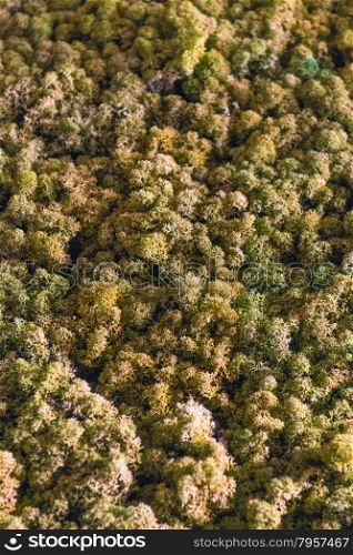 Spectacular Artificial Model Green Treetops Full- Frame Forest Canopy