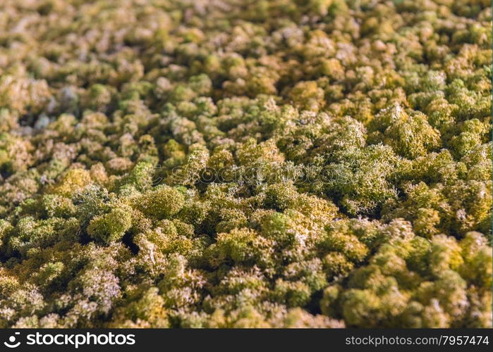 Spectacular Artificial Model Green Treetops Full- Frame Forest Canopy