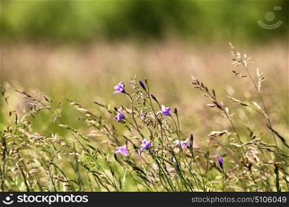 Spectacular meadow with bright, beautiful and colorful wild flowers in summer. Spring flower seasonal nature background