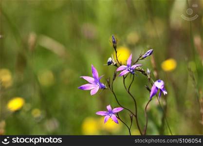 Spectacular meadow with bright, beautiful and colorful wild flowers in summer. Spring flower seasonal nature background