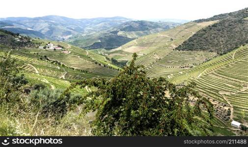 Spectacular panoramic view of the vineyards in the Douro Wine Region, Portugal, famous for its superb Port Wines