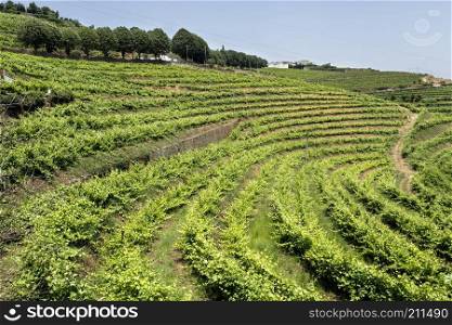 Spectacular panoramic view of the vineyards on the slopes of the Douro Wine Region, Portugal, famous for its superb Port Wines