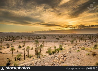 Spectacular sun set  over the desert in Morocco. The clouded sky is yellow over rocks, palm trees and grass