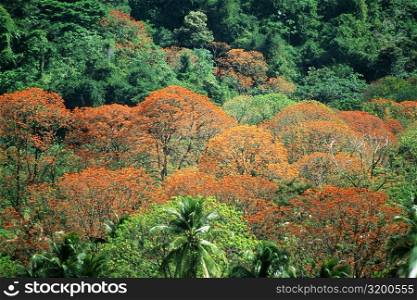 Spectacular view of immortelle trees in the lush rainforests of Tobago, Caribbean