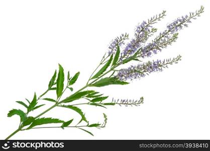 Speedwell flowers (Veronica longifolia)