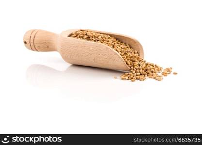 Spelt grain (dinkel wheat) in wooden scoop isolated on white background