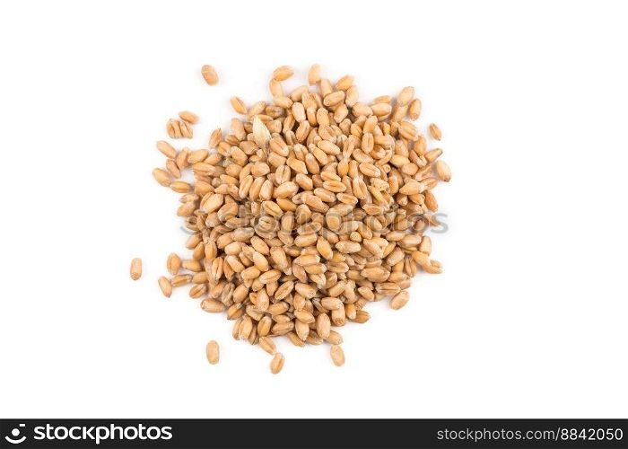 Spelt grain dinkel wheat isolated on white background