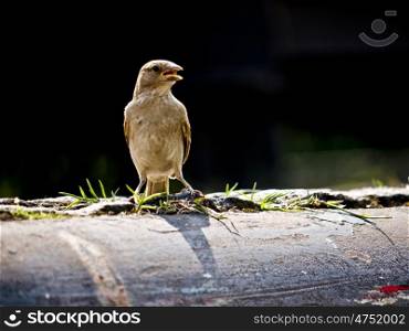 Sperling-Rohr. Sparrow on a pipe in the sun