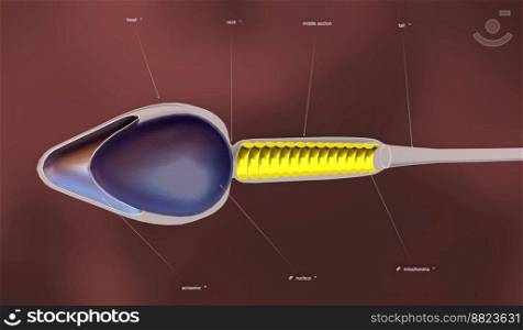 Sperm are produced in the testes in a process called spermatogenesis 3D illustration. An overview of sperm anatomy