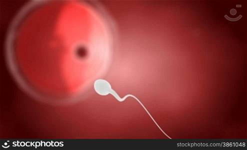 Sperm chasing ovum 3D animation with depth of field