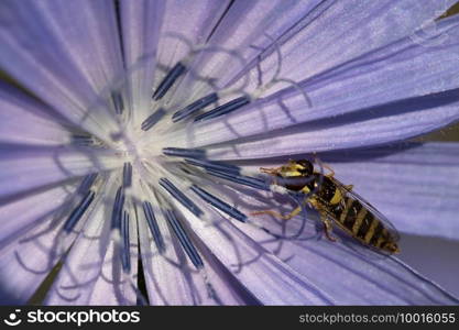 Sphaerophoria scripta in a flowering of Commons Chicory. Sphaerophoria scripta in Blossom